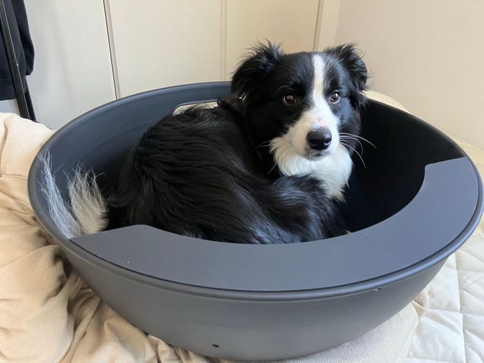 新たなキャンプ道具を購入した飼い主さん もちろん翡翠くんも一緒に!