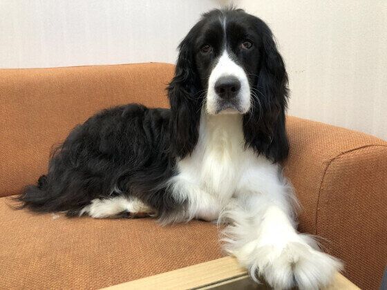 ソファに座るイングリッシュ・スプリンガー・スパニエル