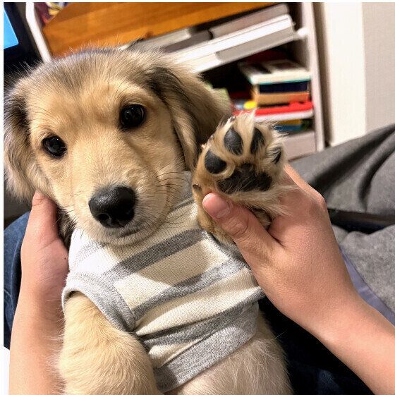 春からGWにかけて、愛犬との過ごし方と犬の健康管理の注意点とは？ いぬのきもち