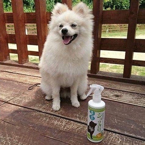 消臭スプレーシュッきりと看板犬ハクくん
