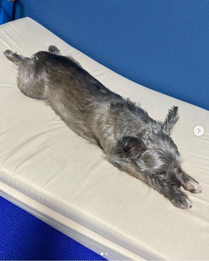 寝相悪すぎな犬たち 無意識が見せるカワイイ姿をキャッチ いぬのきもちweb Magazine