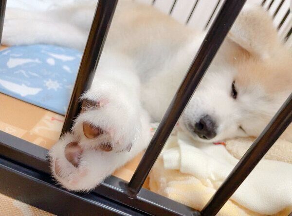 眠るしおんくん