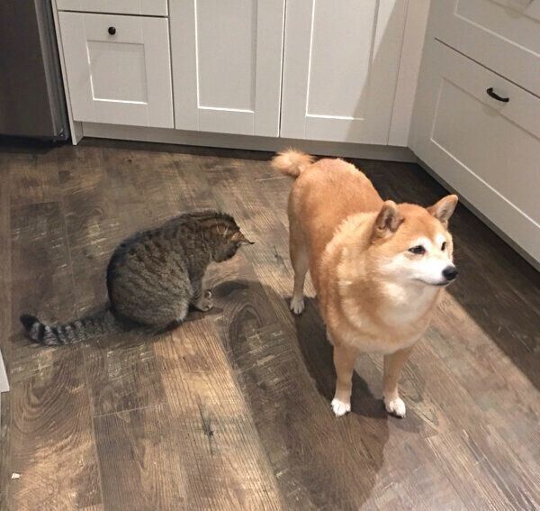 ごはん待ちのミミさんとネコさん