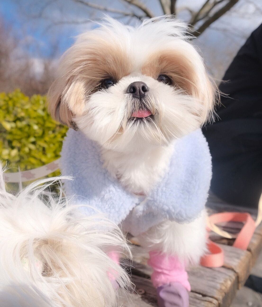 散歩を頑張ったぽんちょちゃん