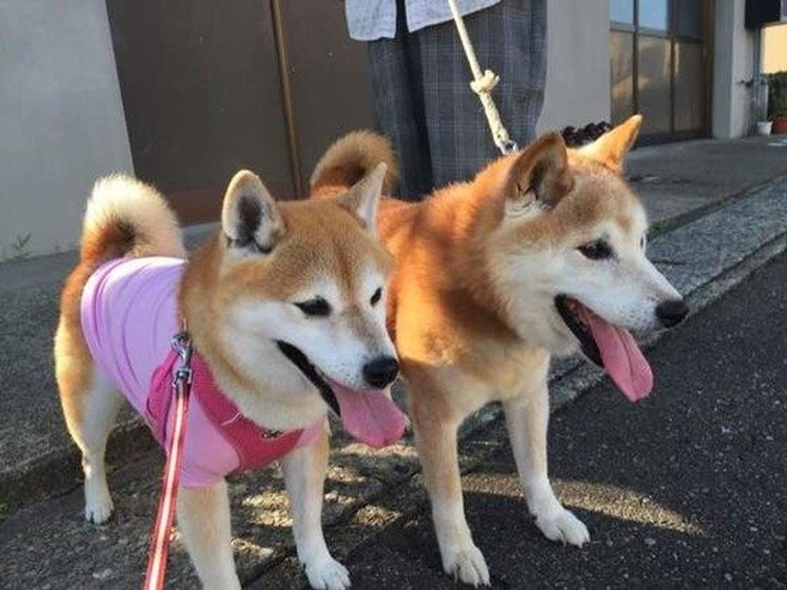 専門家が教える 柴犬との散歩 適度な距離や時間 距離の保ち方は いぬのきもちweb Magazine 専門家が教える 柴犬との散歩 適度な距離や時間 距離の保ち方は いぬのきもちweb Magazine
