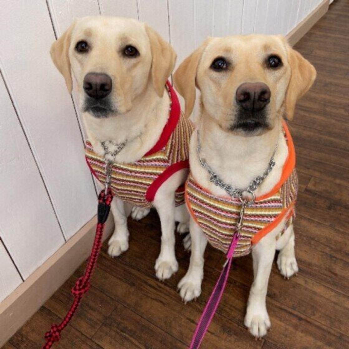 獣医師監修 犬がゴハンを食べない 考えられる5つの原因と対処法を解説 いぬのきもちweb Magazine 獣医師監修 犬がゴハンを食べない 考えられる5つの原因と対処法を解説 いぬのきもちweb Magazine