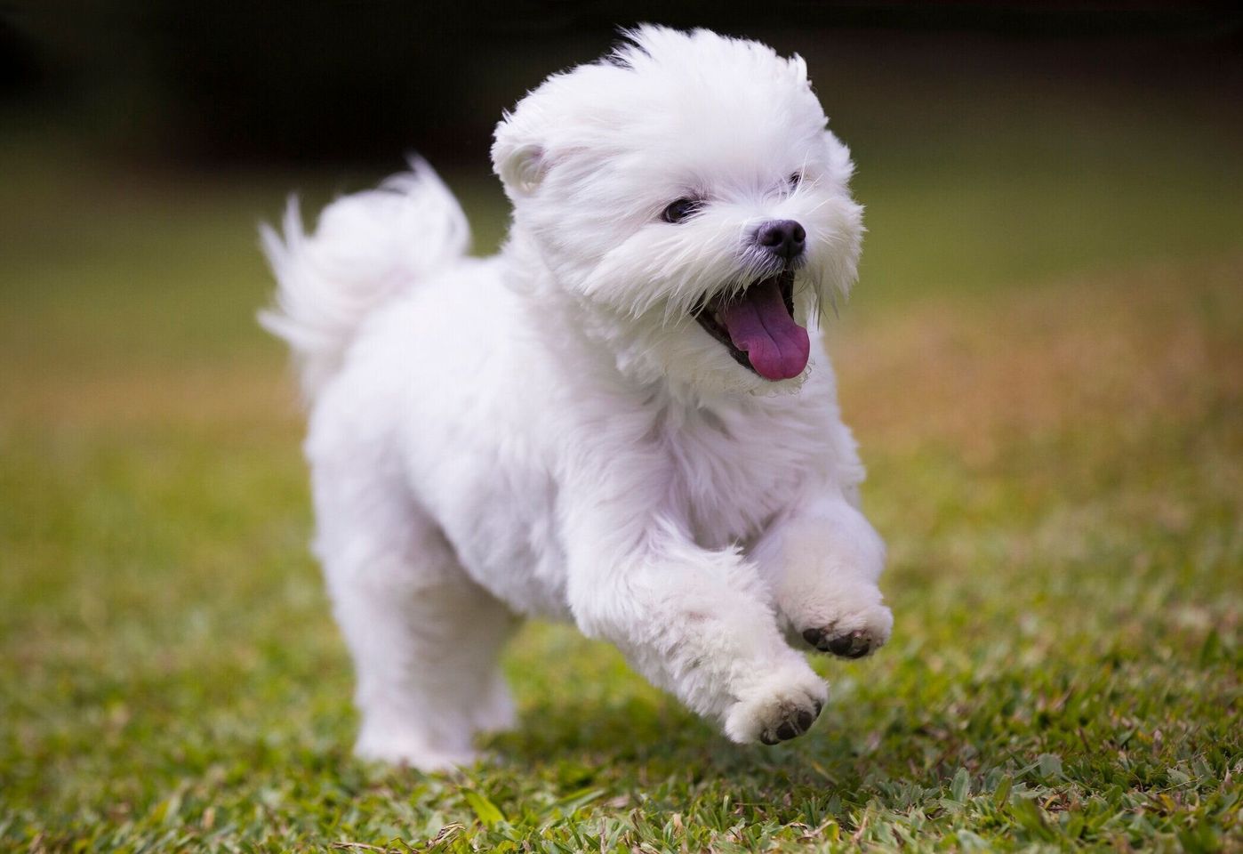 獣医師監修 犬のパテラ 膝蓋骨脱臼 の症状や治療法とグレードを解説 いぬのきもちweb Magazine