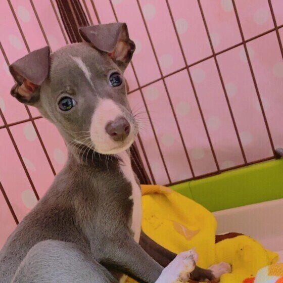 イタリアン・グレーハウンドのくうちゃん