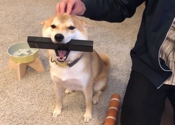 撫でやすい定位置に戻る柴犬