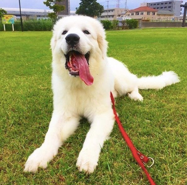 大きな口を開けるグレートピレニーズ