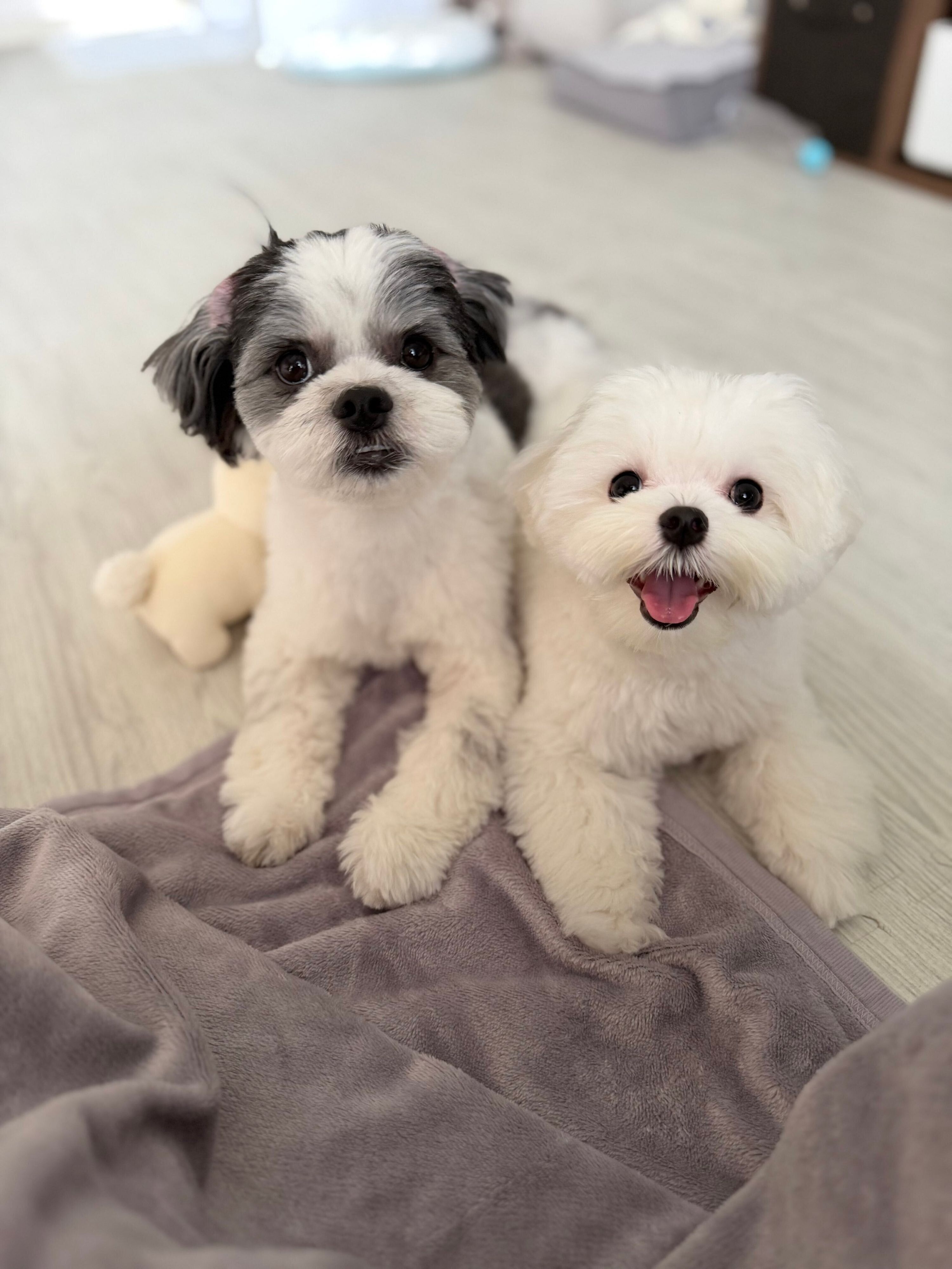 いつも一緒のマルチーズ（右）と先住犬（左）
