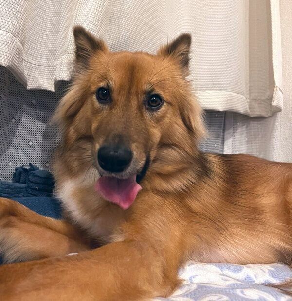 可愛らしい表情をするこまめちゃん