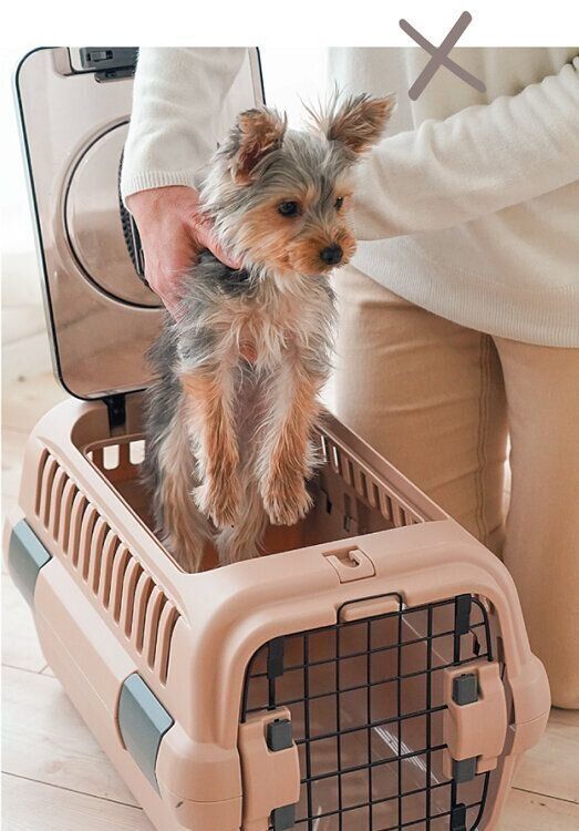 上からクレートに入れられる犬