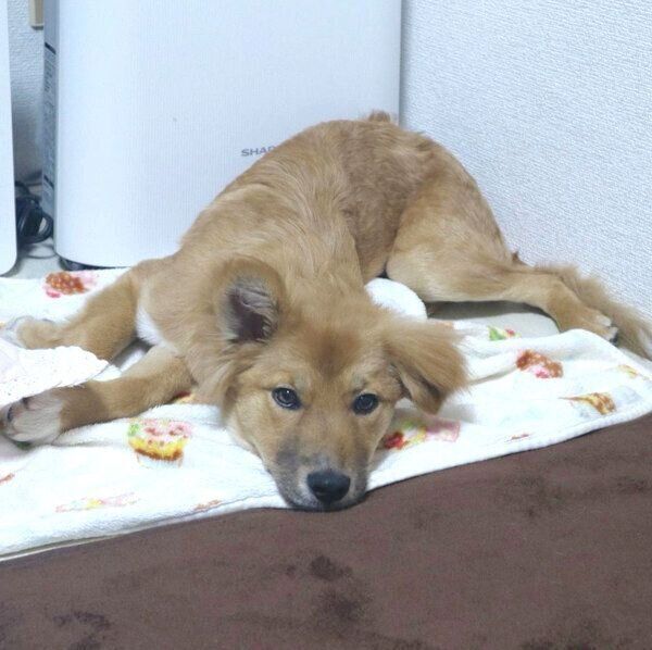 家に来たばかりの頃の嵐丸くん