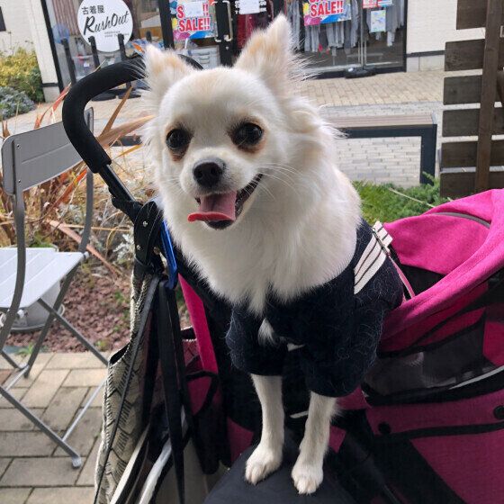 チワワのレアちゃん 