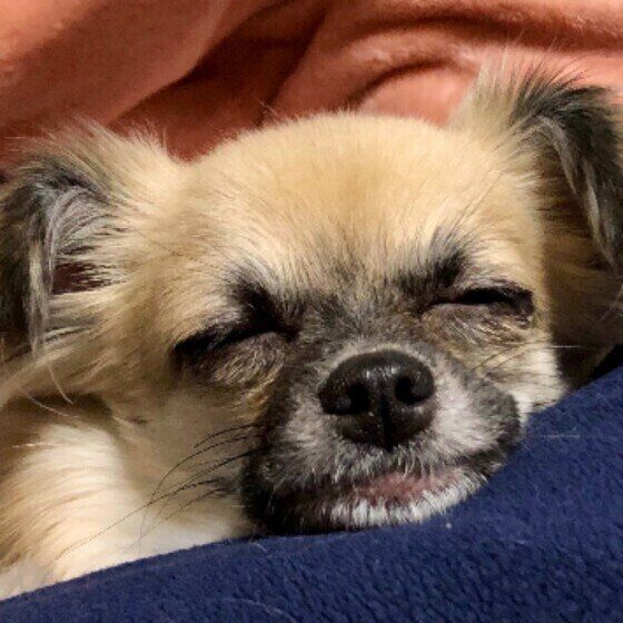 犬が疲れたときに見せるサイン 緊張や刺激も原因に いぬのきもちweb Magazine