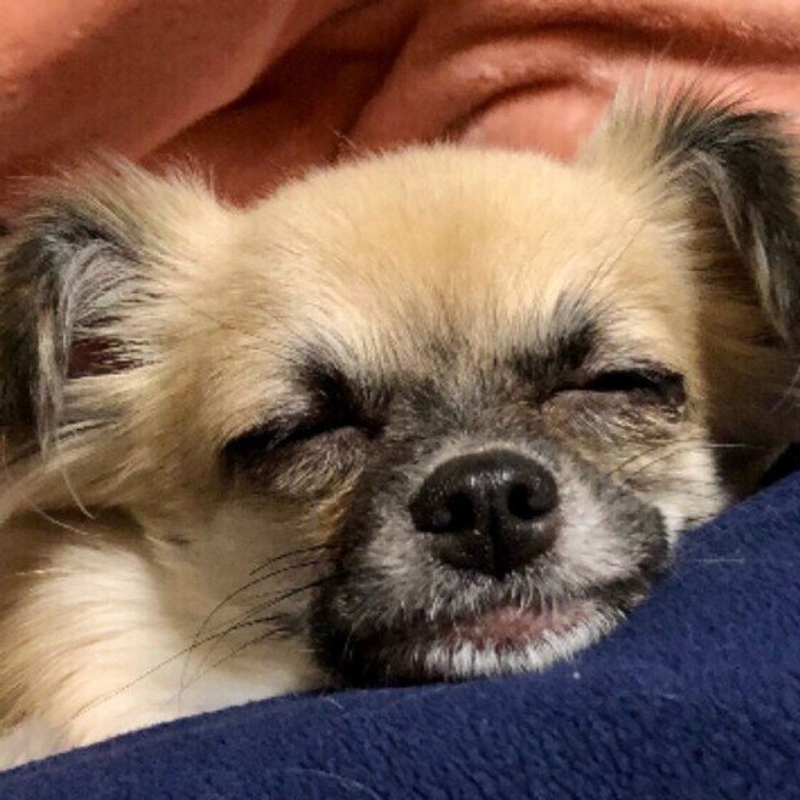 犬が疲れたときに見せるサイン 緊張や刺激も原因に いぬのきもちweb Magazine 犬が疲れたときに見せるサイン 緊張や刺激も原因に いぬのきもちweb Magazine