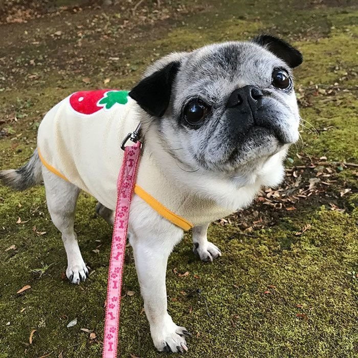 犬に目薬をさすのは簡単 連載 パグ犬 めー Vol 36 いぬのきもちweb Magazine 犬に目薬をさすのは簡単 連載 パグ犬 めー Vol 36 いぬのきもちweb Magazine