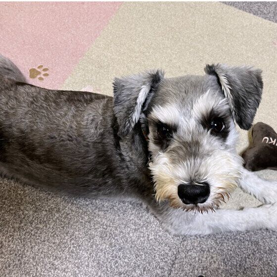 床に伏せるミニチュア・シュナウザー