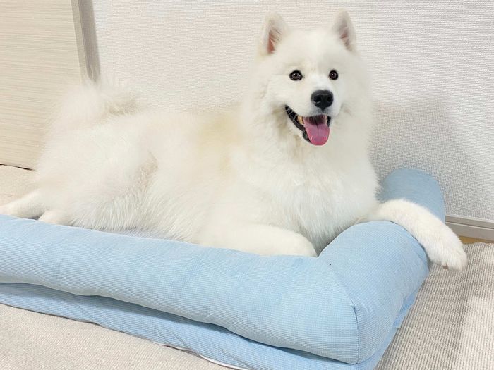 成長したこはくちゃん