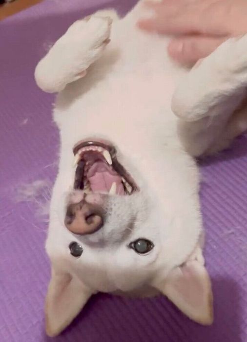 ヘソ天でナデナデされるほたてくん