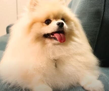 ポメラニアン　もっちゃん