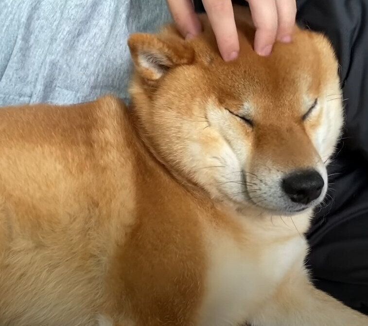 私だって甘えたい パパを独占するお兄ちゃん犬にヤキモチを妬く妹の柴犬 いぬのきもちweb Magazine