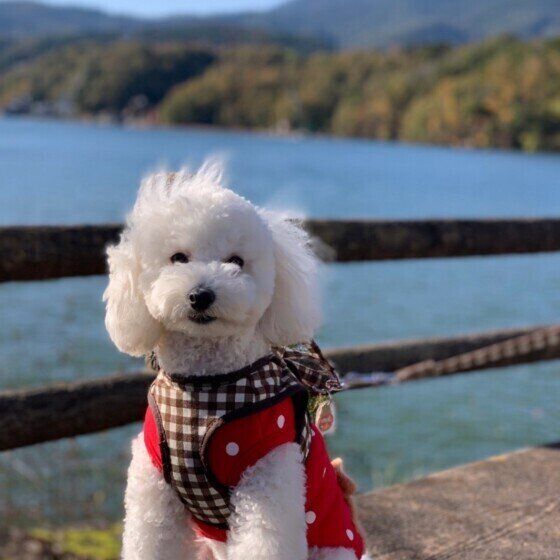 お出かけ中のトイ・プードル