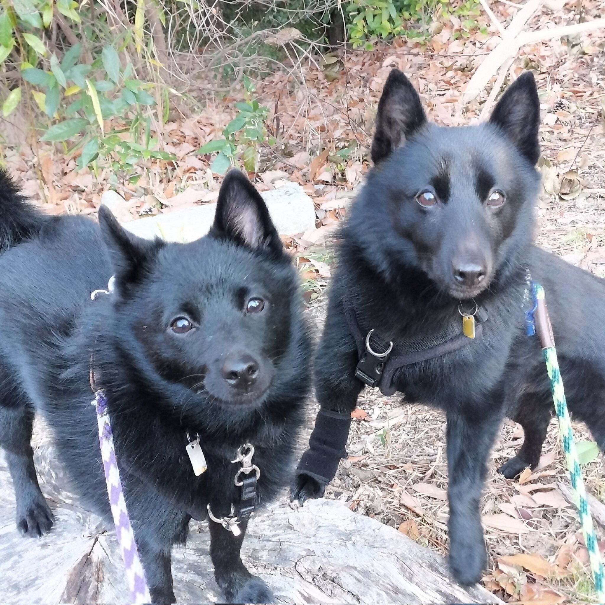 散歩をする瑠音くん、海瑠くん