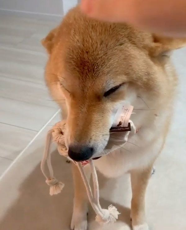 撫でてほしい柴犬