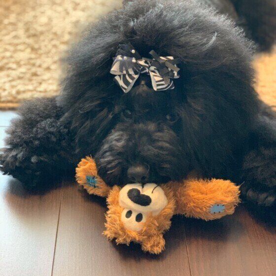 ミディアム・プードルのココロちゃん