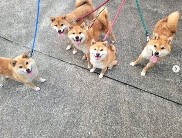 お散歩するたまちゃん、ミケちゃん、コイくん、トロくん、ウニくん