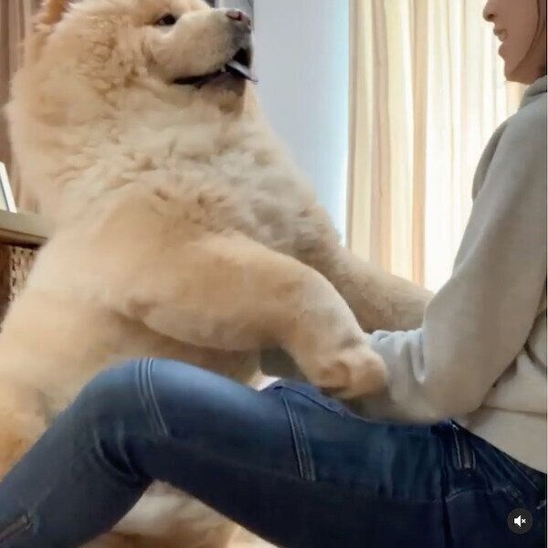 抱っこをおねだりするくり蔵くん