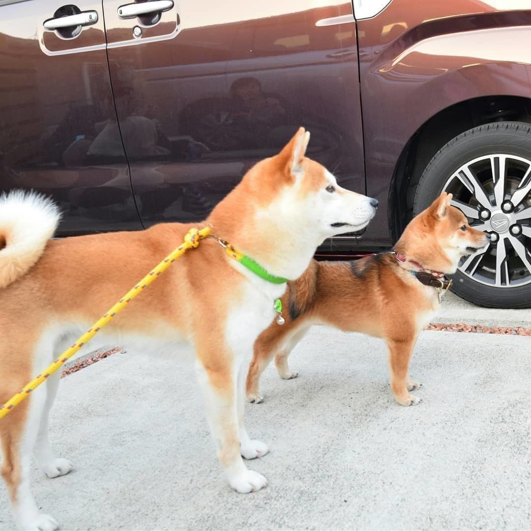 柴犬のノン太くんとべにちゃん