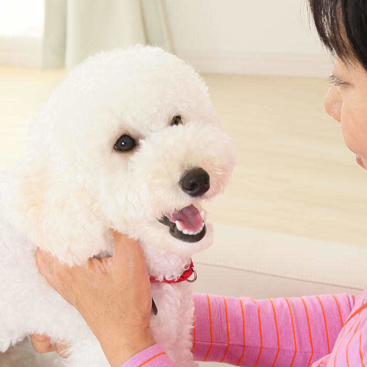 しつけにも 愛犬との ミニマリスト 暮らし 始めてみませんか いぬのきもちweb Magazine しつけにも 愛犬との ミニマリスト 暮らし 始めてみませんか いぬのきもちweb Magazine