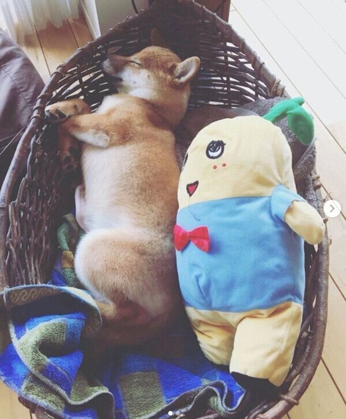 ゆりかごの中で眠る柴の子犬 成長 大切な宝物は一緒に いぬのきもちweb Magazine ゆりかごの中で眠る柴の子犬 成長 大切な宝物は一緒に いぬのきもちweb Magazine