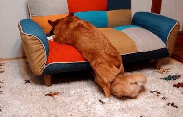 ちいくんの足の間を通るととろちゃん