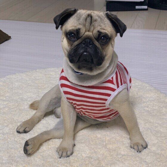 パグに多い? 気になる犬の座り方 「パグ座り」とは いぬのきもち
