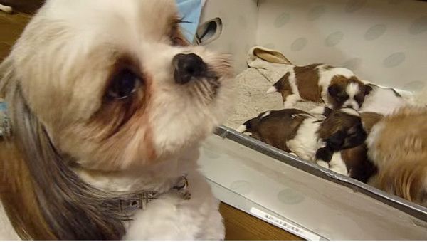 イクメンワンコ