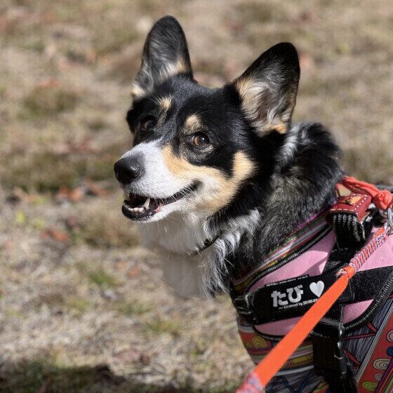 ウェルシュ・コーギー・ペンブロークのたびちゃん