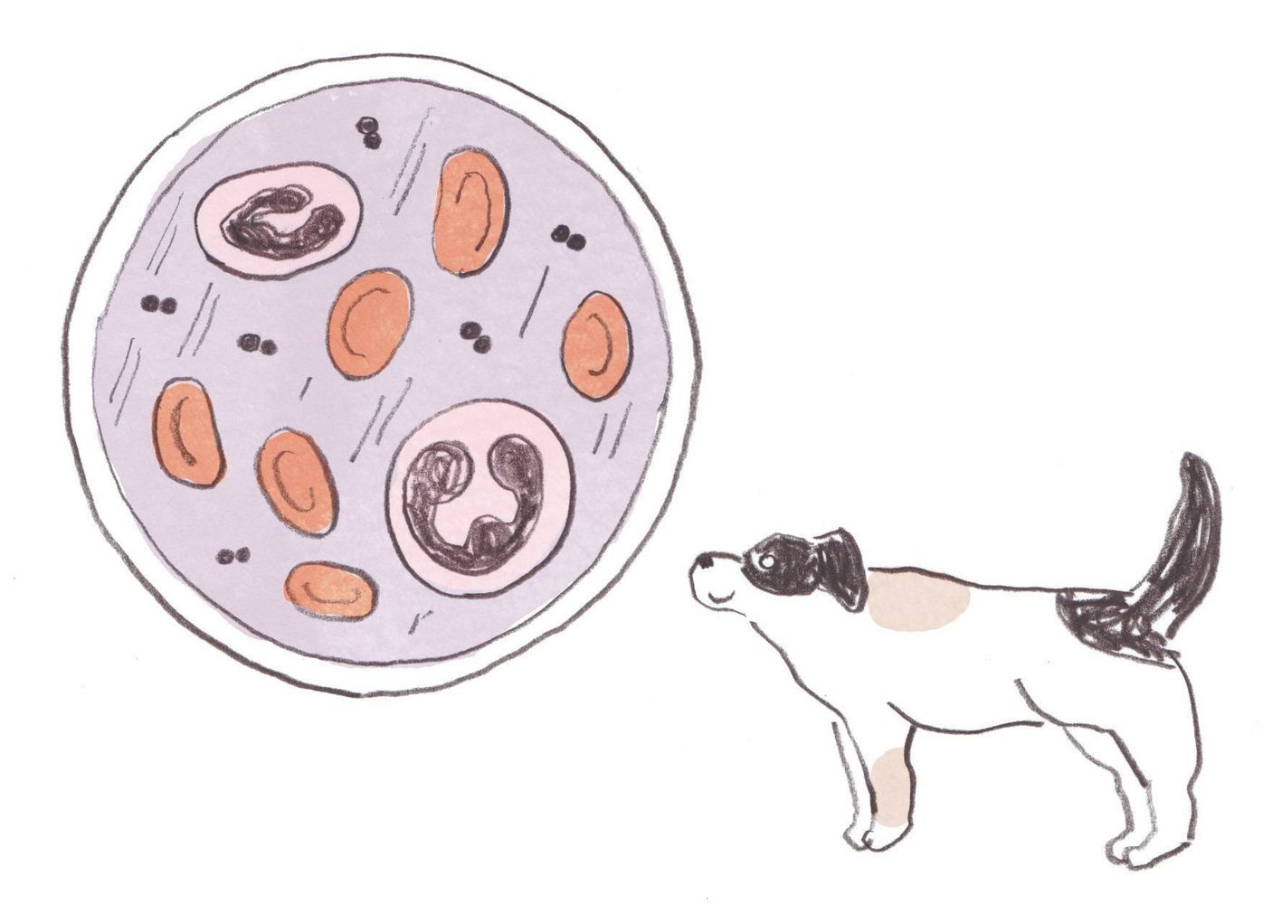 犬と人の血液の違いって 犬の血液検査でわかること いぬのきもちweb Magazine 犬と人の血液の違いって 犬の血液検査でわかること いぬのきもちweb Magazine