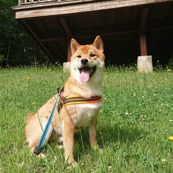 散歩中のごんくん