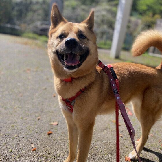 中型犬の茶豆ちゃん