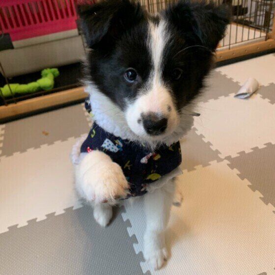 お座りするボーダー・コリー