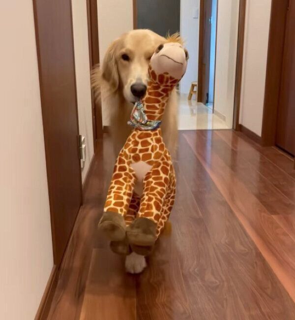キリンのぬいぐるみを運ぶマリンjrちゃん