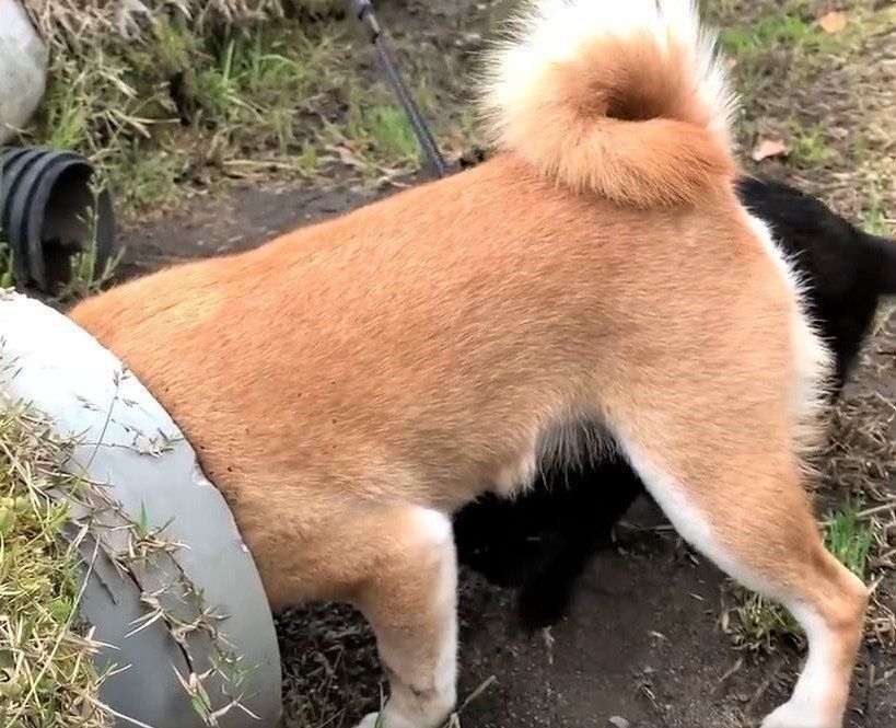 どろんこになって遊ぶ柴犬