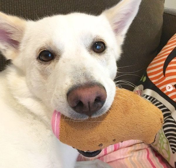 元保護犬・ルルちゃん