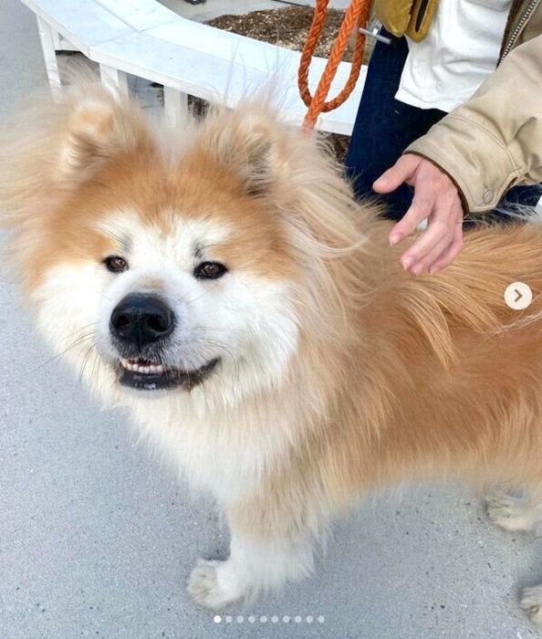 ニッと笑うボブくん