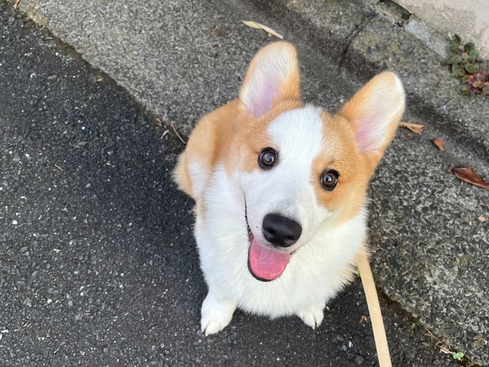 ニコニコのルークくん