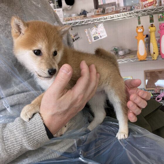 柴　子犬時代